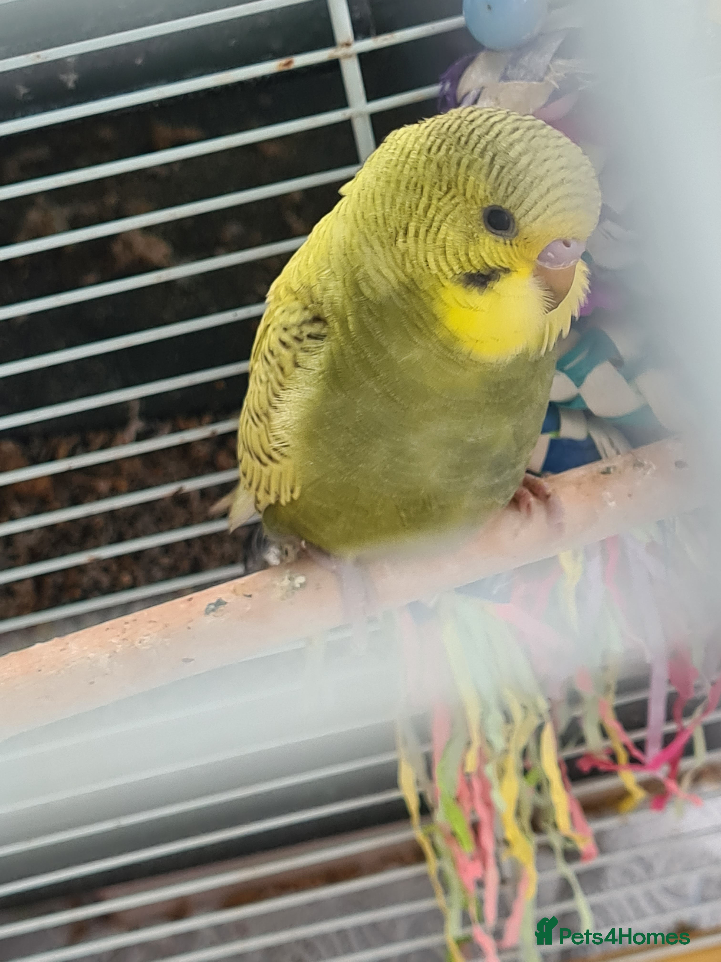 Budgerigars birds YOUNG BUDGIE WITH CAGE UNSEXED - Advert 2