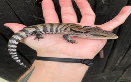 Skink reptiles for sale: Baby Blue Tongue Skinks - Image 4