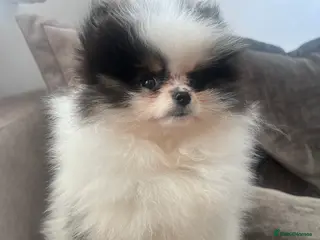 Pomeranian dogs 5 STAR POMERANIAN PUPPIES - Advert 20