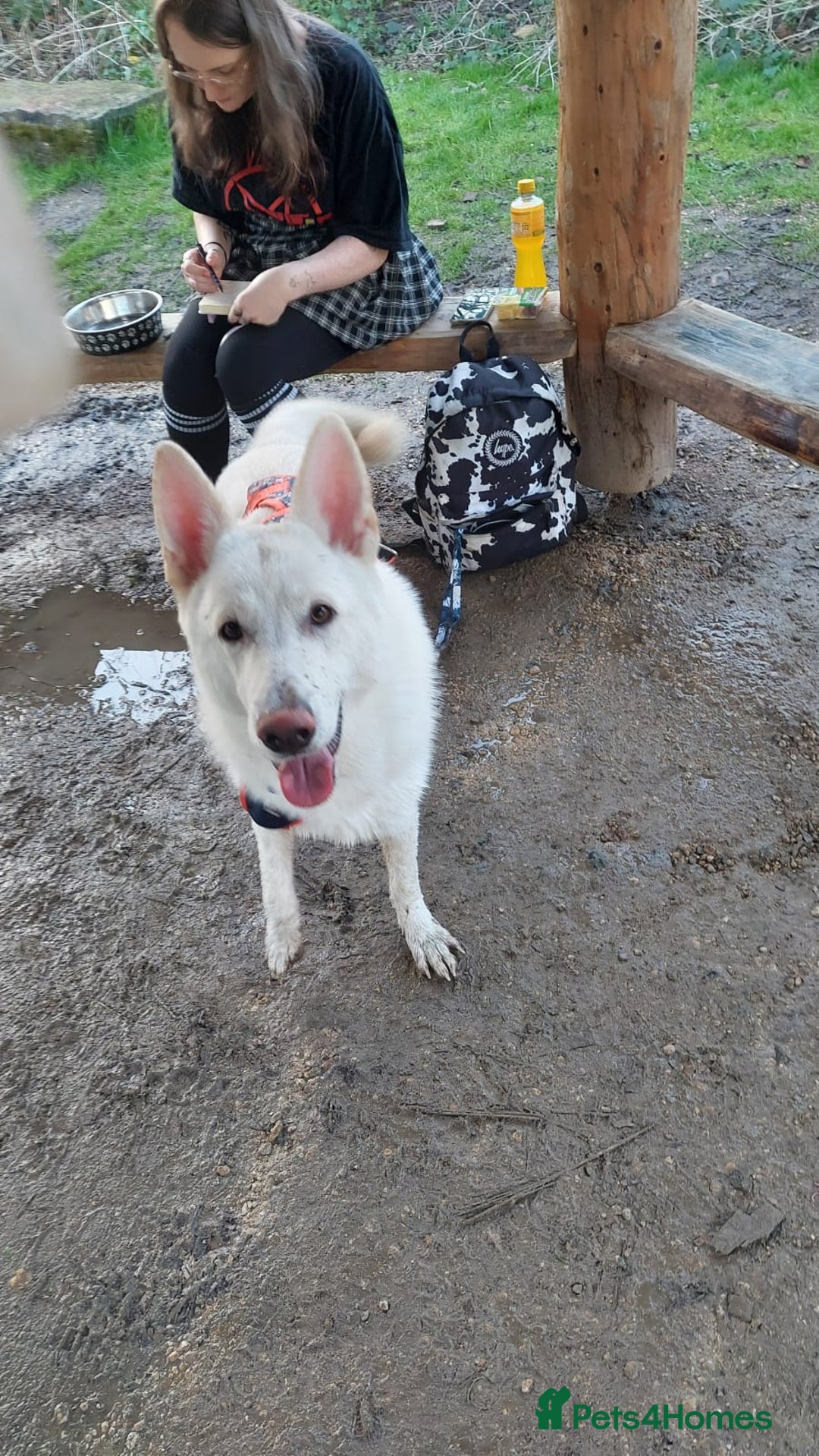 German Shepherd dogs for sale: White german sheperd  - Image 37