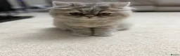 Persian cats for sale: Beautiful Blue Pure Persian  - Advert 12