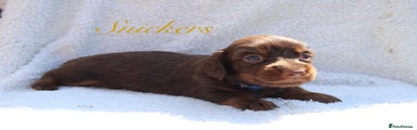 Miniature Dachshund Puppy 4