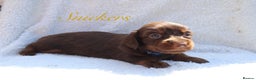 Miniature Dachshund dogs for sale: *LAST BOY * Long haired mini dachshunds😍 - Advert 19