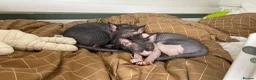Sphynx cats for sale: Sphynx Cats  - Advert 3