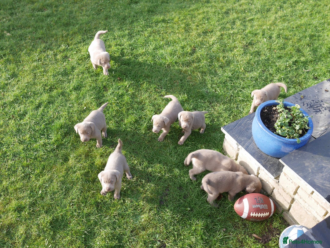 Labrador Retriever dogs for sale: Quality Health Tested Silver Labrador Puppies - Advert 16