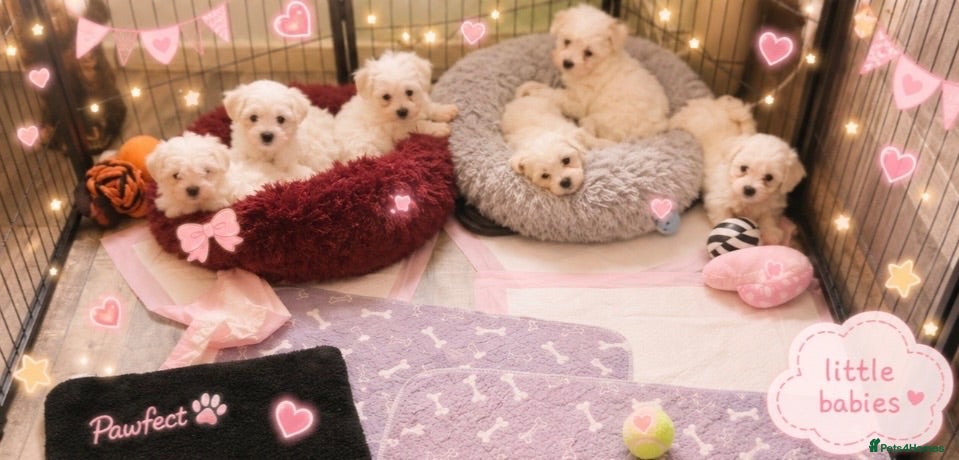 Mixed Breed dogs Maltese beautiful pups  - Advert 17