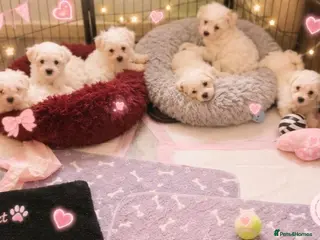 Mixed Breed dogs Maltese beautiful pups - Advert 17