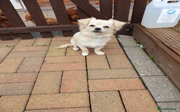 Chihuahua dogs for sale: 7 month old chihuahua  - Image 3