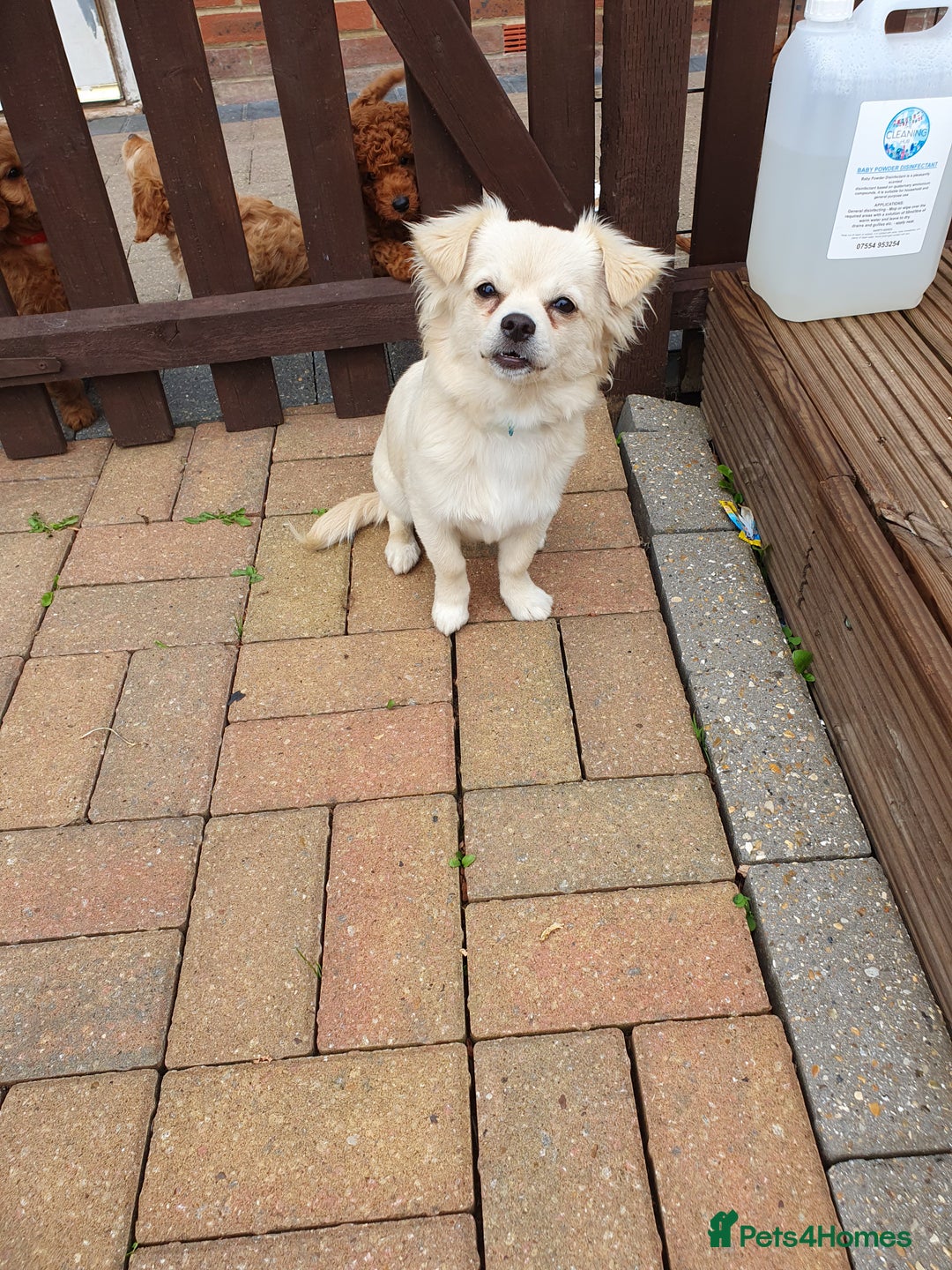 Chihuahua dogs for sale: 7 month old chihuahua  - Image 3
