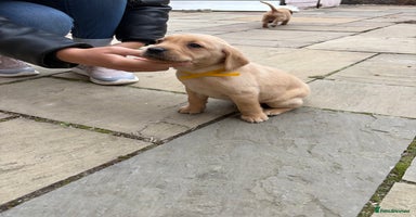 Labrador Retriever dogs - Advert 2
