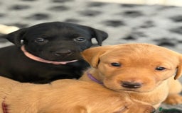 Labrador Retriever dogs for sale: Beautiful KC Registered Labrador Puppies - Image 13