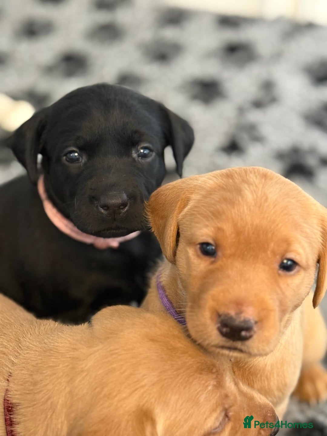 Labrador Retriever dogs for sale: Beautiful KC Registered Labrador Puppies - Image 13