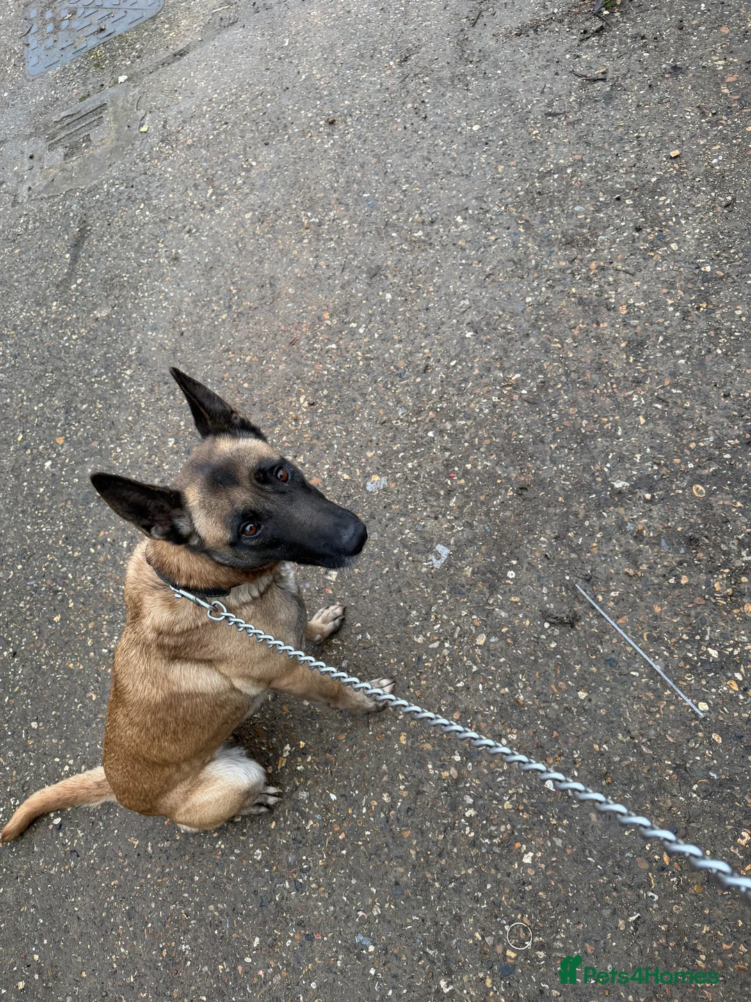 Belgian Shepherd Dog dogs for sale: Belgain shepherd  - Advert 1