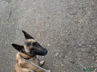 Belgian Shepherd Dog dogs Belgain shepherd - Advert 1