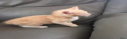 Mixed Breed cats for sale: 5 adorable kittens for sale  - Advert 5