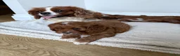 Cavapoo dogs for sale: Cavapoos puppy’s  in Royston - Advert 4