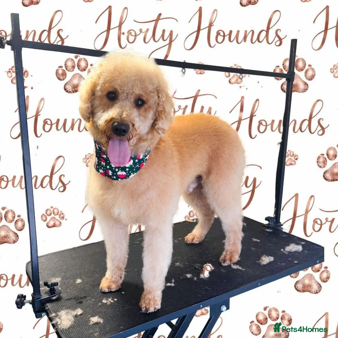 Labradoodle dogs for sale: Black Multigen Labradoodle Puppy - Advert 3