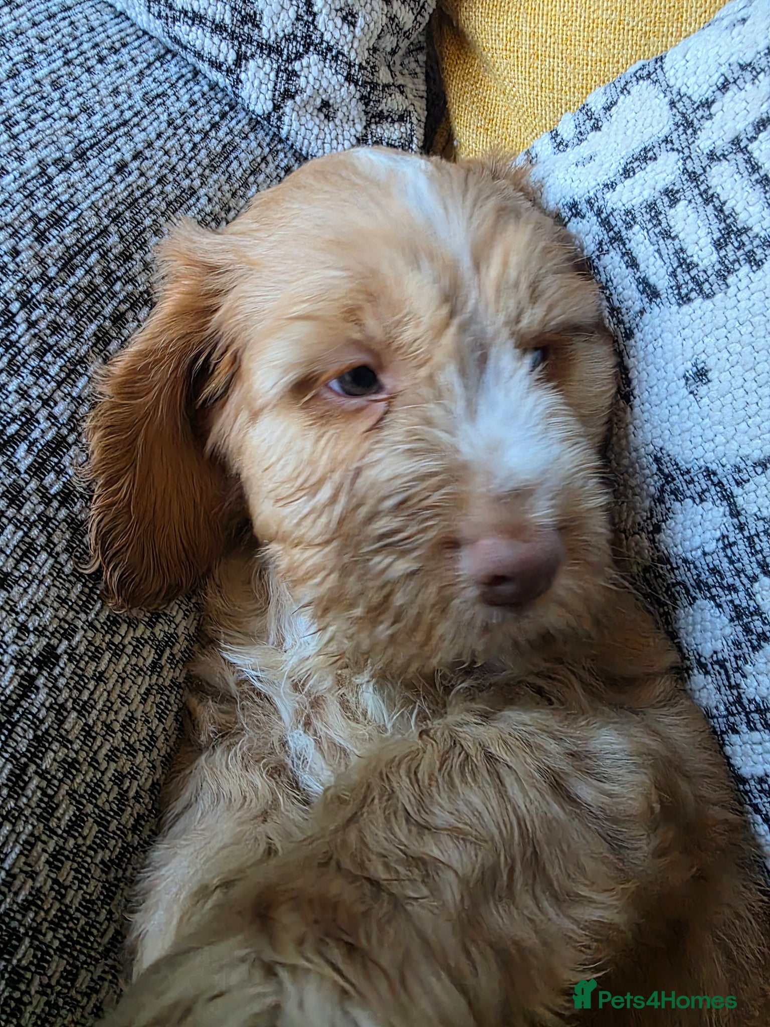 Cockapoo dogs Stunning cockapoo puppies  - Advert 5