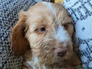 Cockapoo dogs Stunning cockapoo puppies - Advert 5
