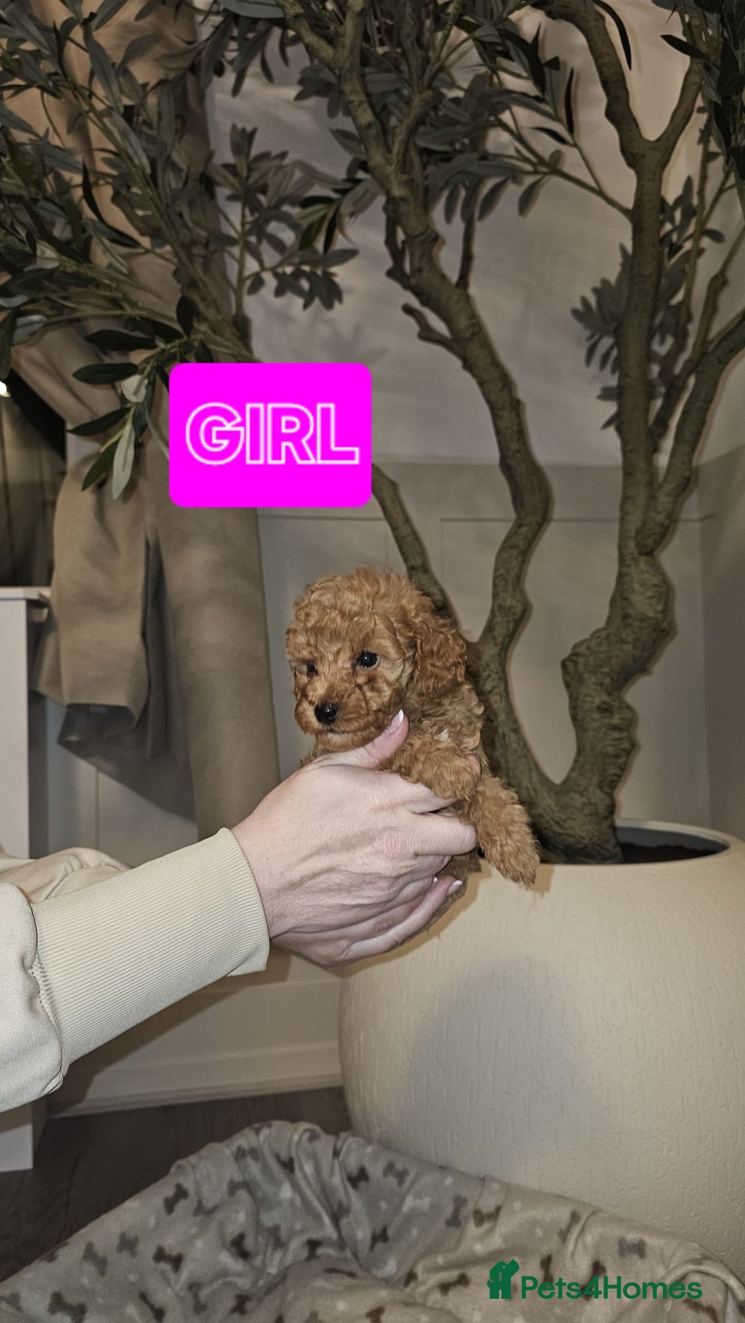 Cavapoo dogs for sale: F1B Cavapoo puppies  - Advert 9