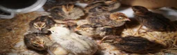 Quail poultry for sale: Japanese quails - Advert 1