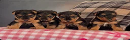 Welsh Terrier dogs for sale: STUNNING WELSH TERRIER PUPPIES AVAILABLE  - Advert 3
