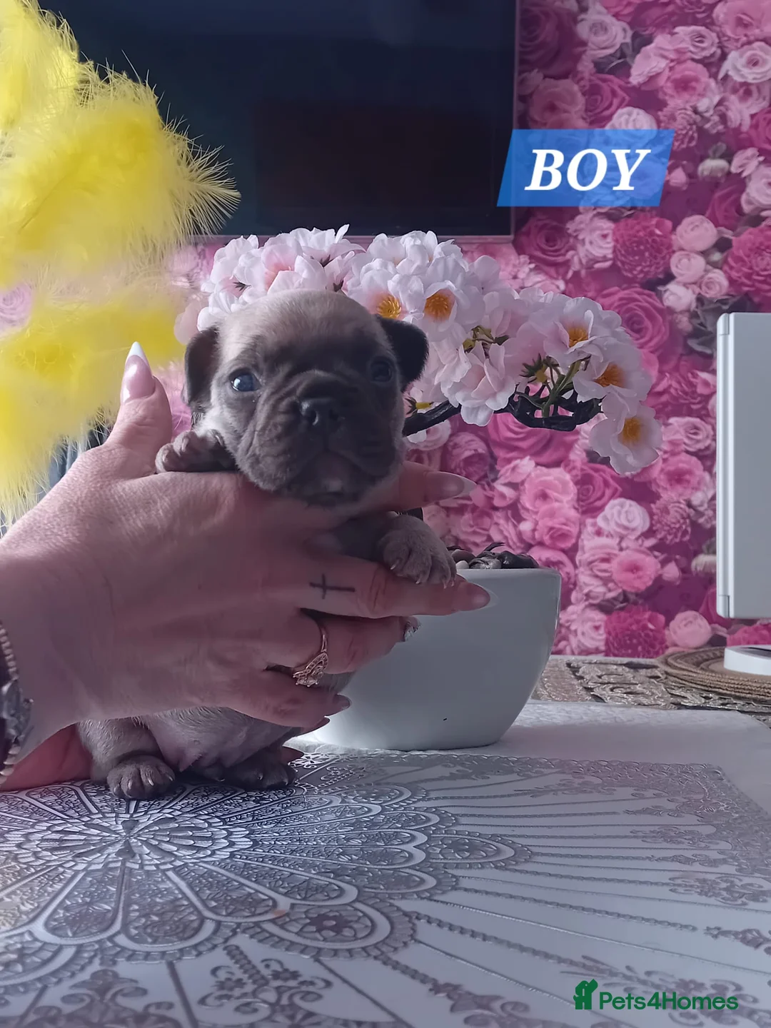 French Bulldog dogs for sale: French bulldog puppies - Advert 12