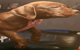 Mastiff dogs for sale: Mastiff Hybrids  - Image 14