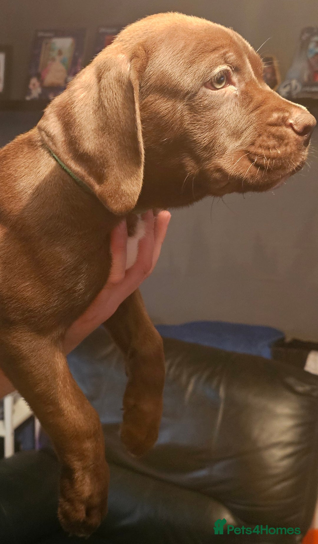 Mastiff dogs for sale: Mastiff Hybrids  - Image 14