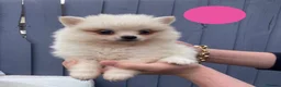 Pomeranian dogs for sale: Pomeranian Puppies - Advert 1