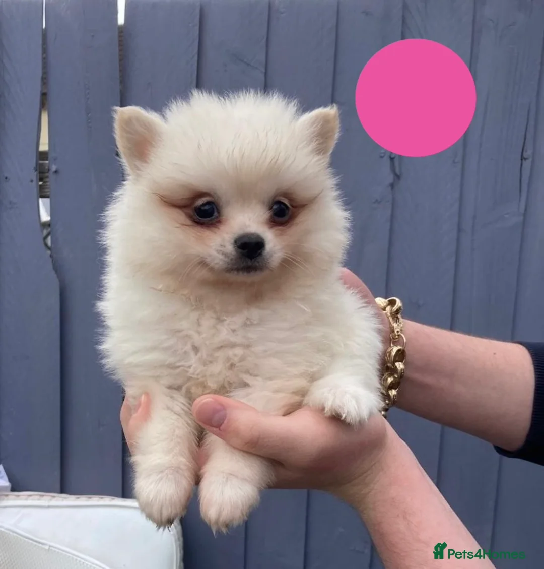 Pomeranian dogs for sale: Pomeranian Puppies - Advert 1