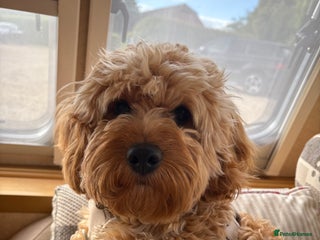 Cavapoo dogs Proven F1 Cavapoo for stud - Advert 17