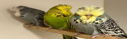 Budgerigars birds for sale: Budgies available  - Advert 4