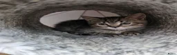 Mixed Breed cats for sale: Last kitten looking lovely new home  - Advert 3