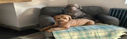Australian Labradoodle dogs for sale: Australian Labradoodle Female - Advert 4