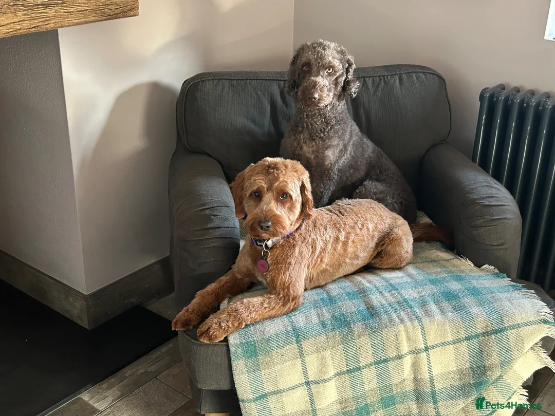Australian Labradoodle dogs for sale: Australian Labradoodle Female - Advert 4