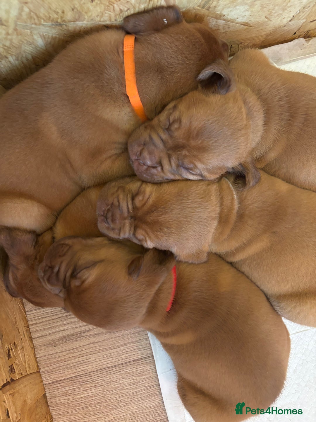 Dogue De Bordeaux dogs for sale: 6 stunning chunky Douge de Bordeux pups - Image 35