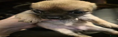 Chihuahua 3