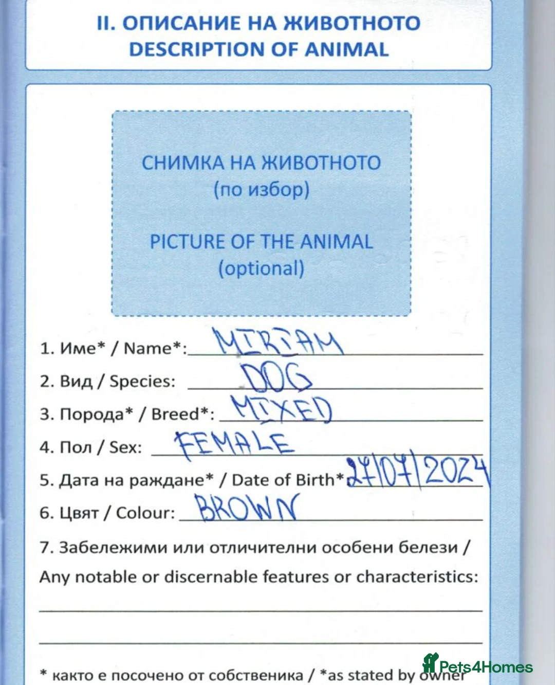 Mixed Breed dogs for adoption: Miriam, 14 months approx. Available for adoption.. - Advert 3