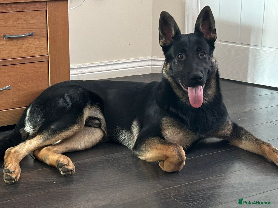 German Shepherd dogs for sale: GSD Puppy  - Image 1