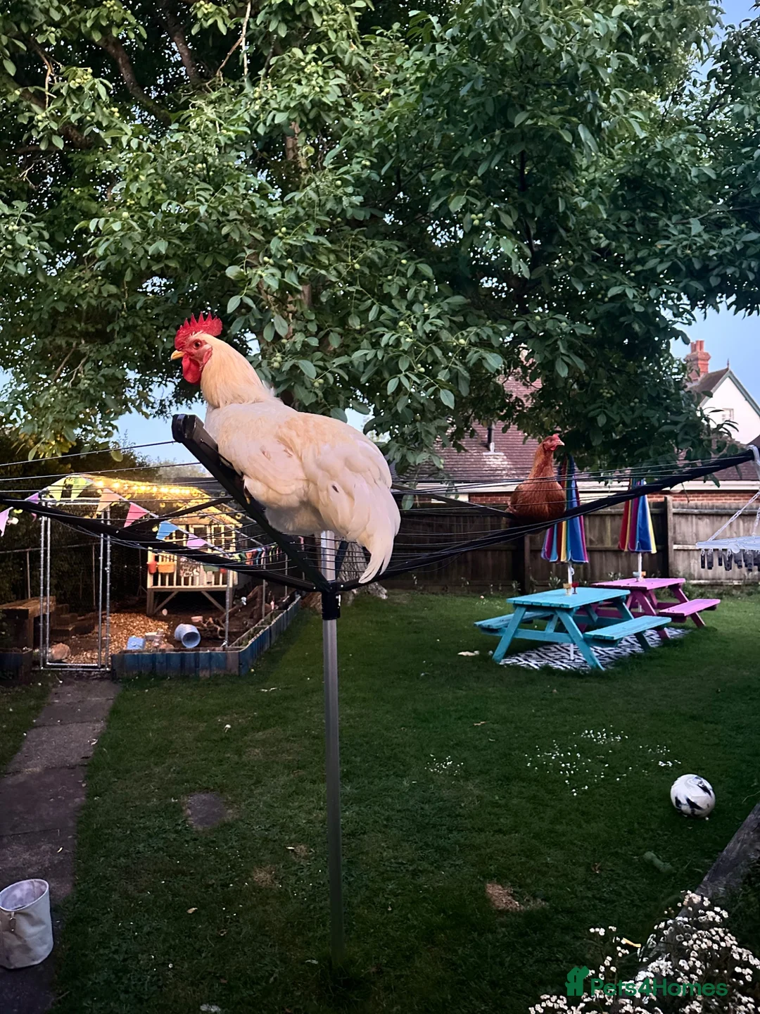 Chickens poultry for sale: Cockerel in Salisbury - Advert 4