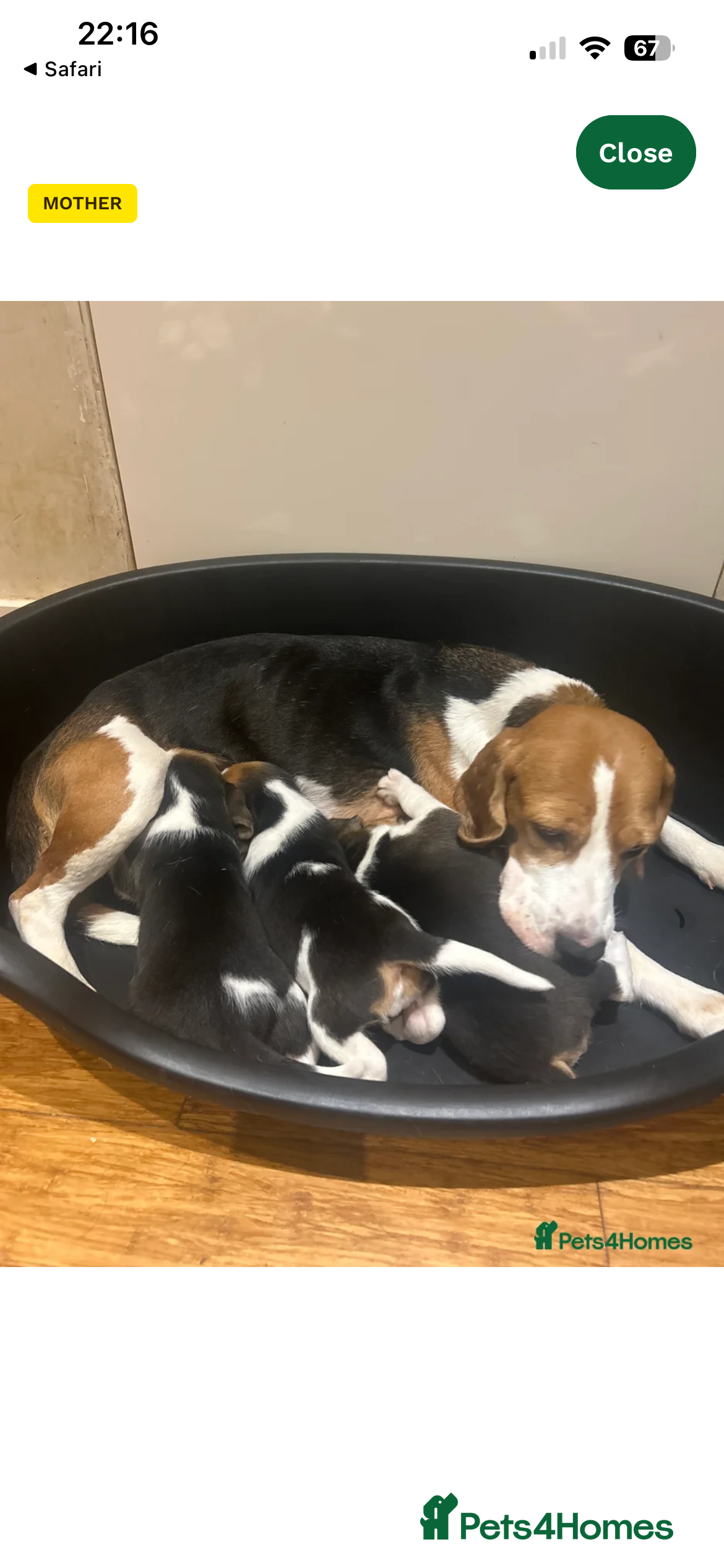 Beagle dogs Tri colour beagles - Advert 1