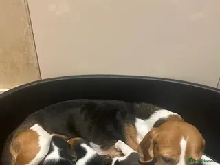 Beagle dogs Tri colour beagles - Advert 1