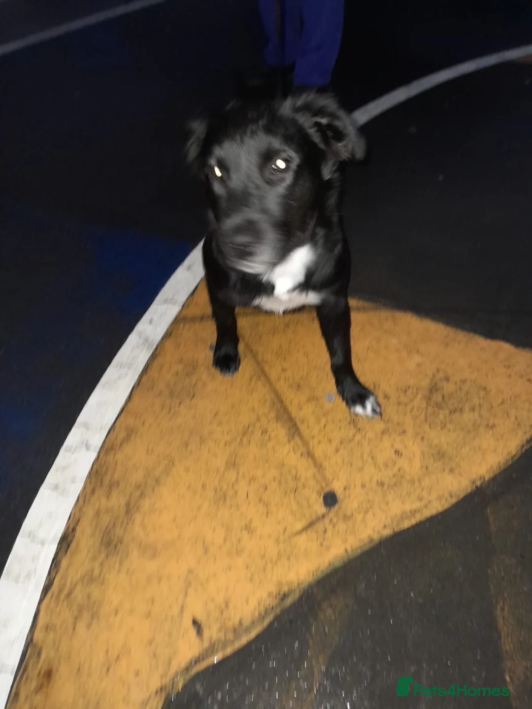 Staffordshire Bull Terrier dogs for sale: Gorgeous mayeh  - Advert 2