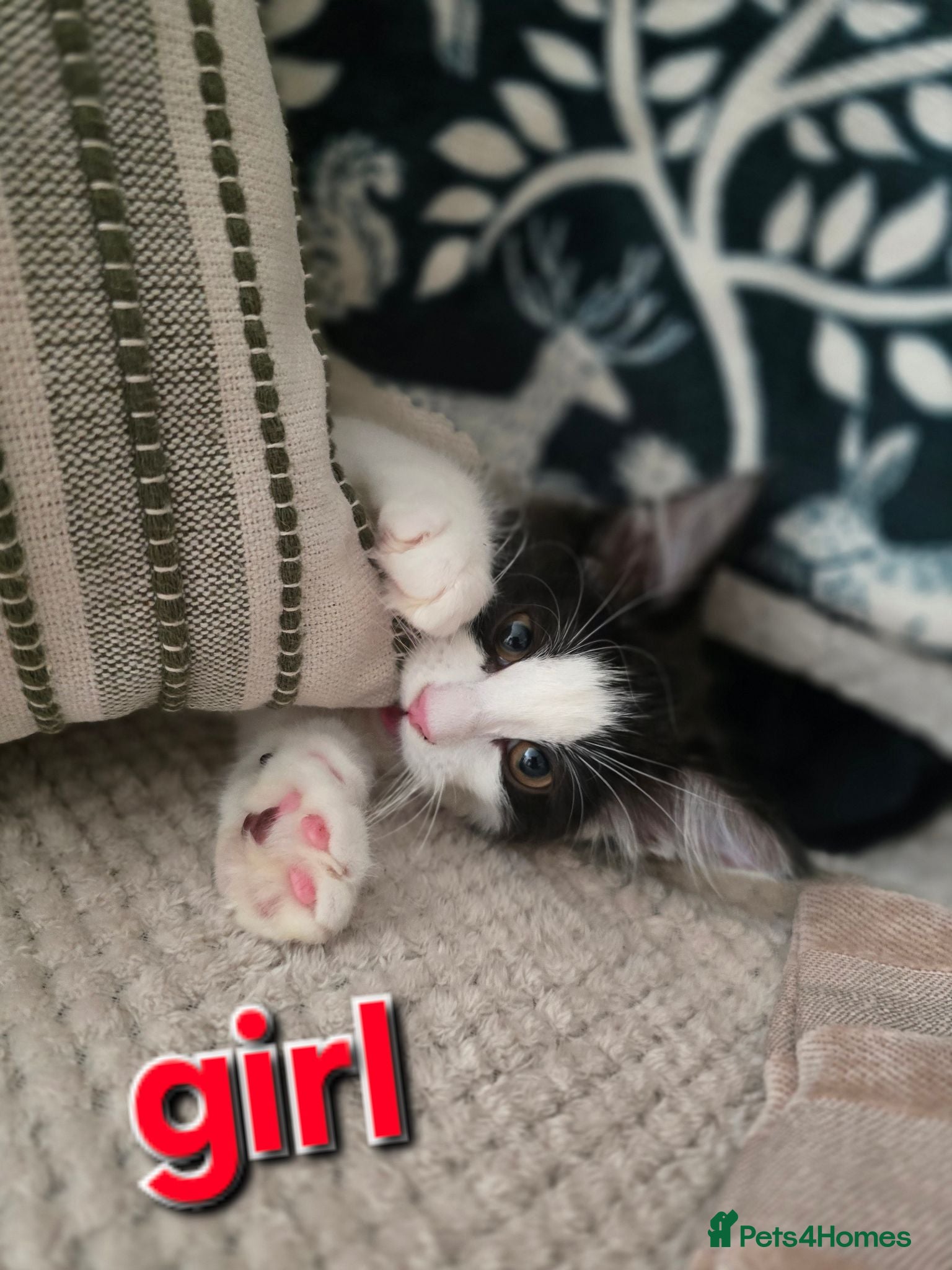 Mixed Breed cats 2 ragdoll mix kittens - Advert 14