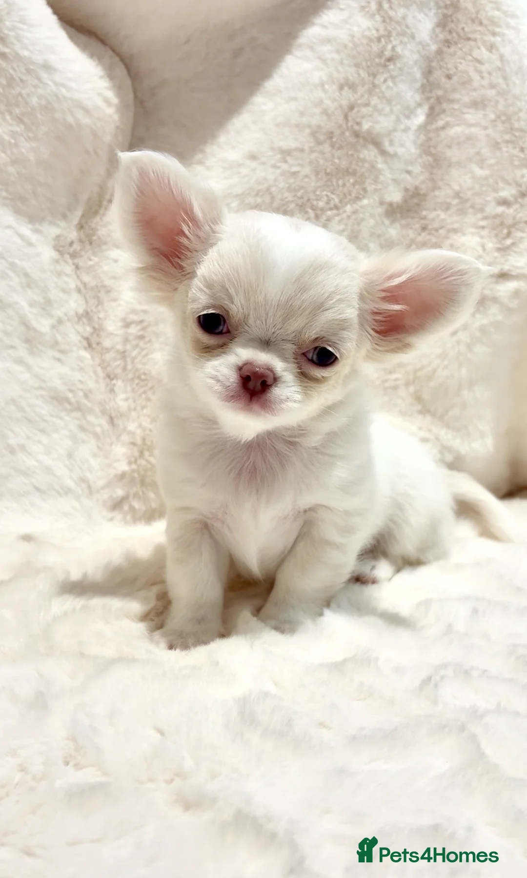 Chihuahua dogs for sale: (RESERVED)KC CHIHUAHUA PUPPIES  - Advert 5