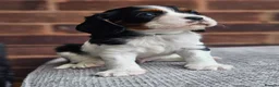 Cavalier King Charles Spaniel dogs for sale: Beautiful Cavalier King Charles Spaniel 7 Puppies - Advert 5