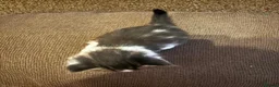 British Shorthair cats for sale: Beautiful British Shorthair Kittens in Westcliff-on-Sea - Advert 15