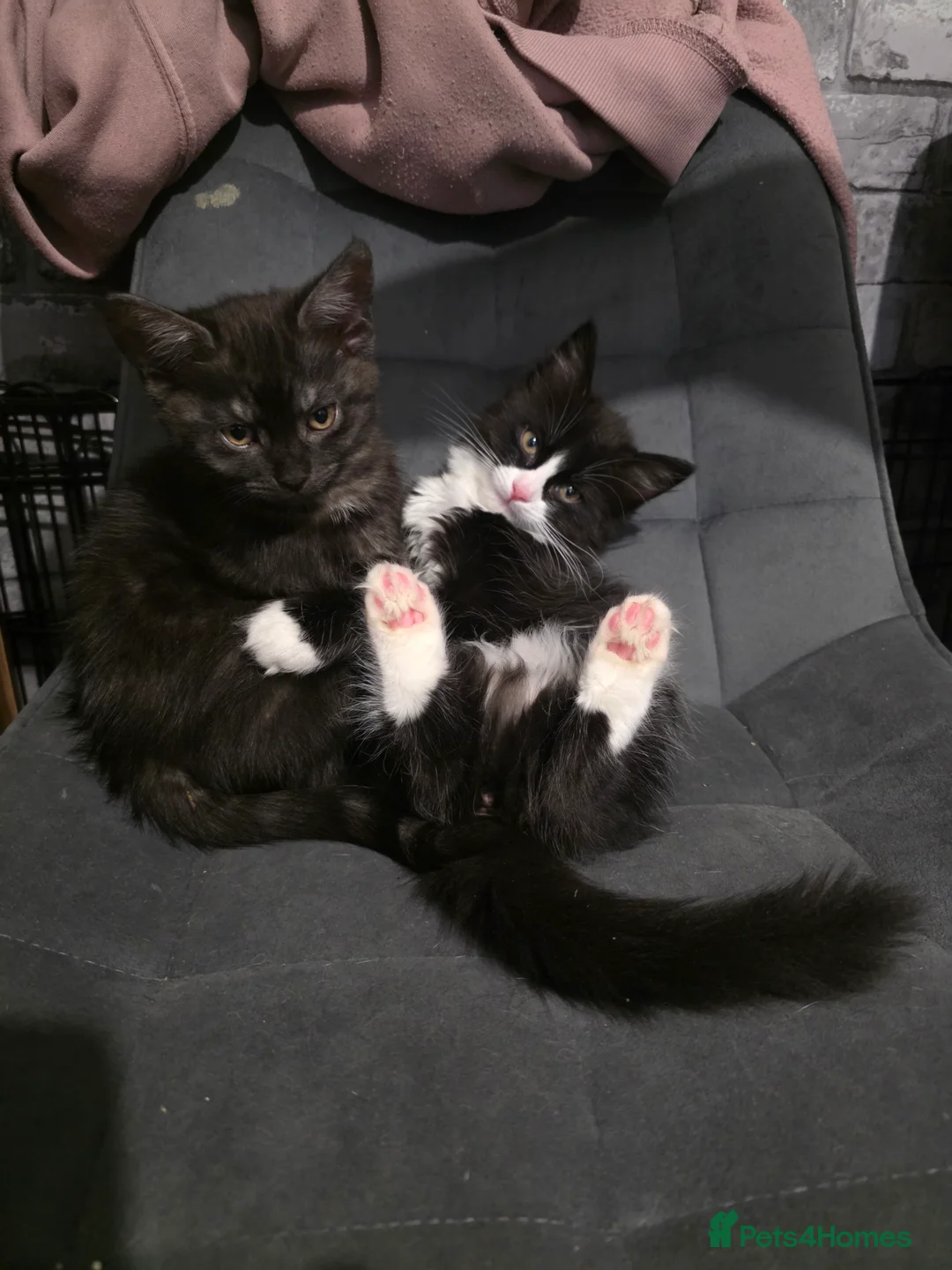 Mixed Breed cats for sale: Bonded sisters looking for forever home - Advert 1