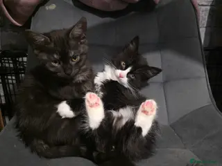 Mixed Breed cats Bonded sisters looking for forever home - Advert 2